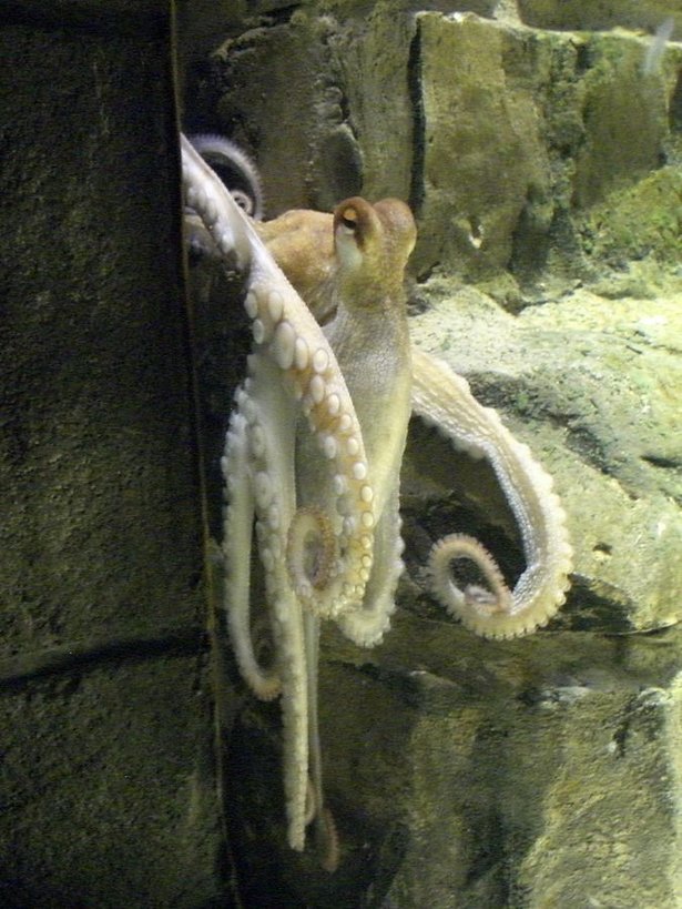 675px-Oktopus-Orakel Paul